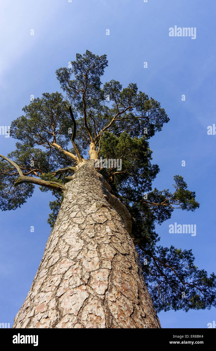 Schlangenhautkiefer (Pinus sp.), Landschaftsgarten, UNESCO Weltkulturerbe, Lednice, Kreis Breclav Südmähren, Tschechien Foto Stock