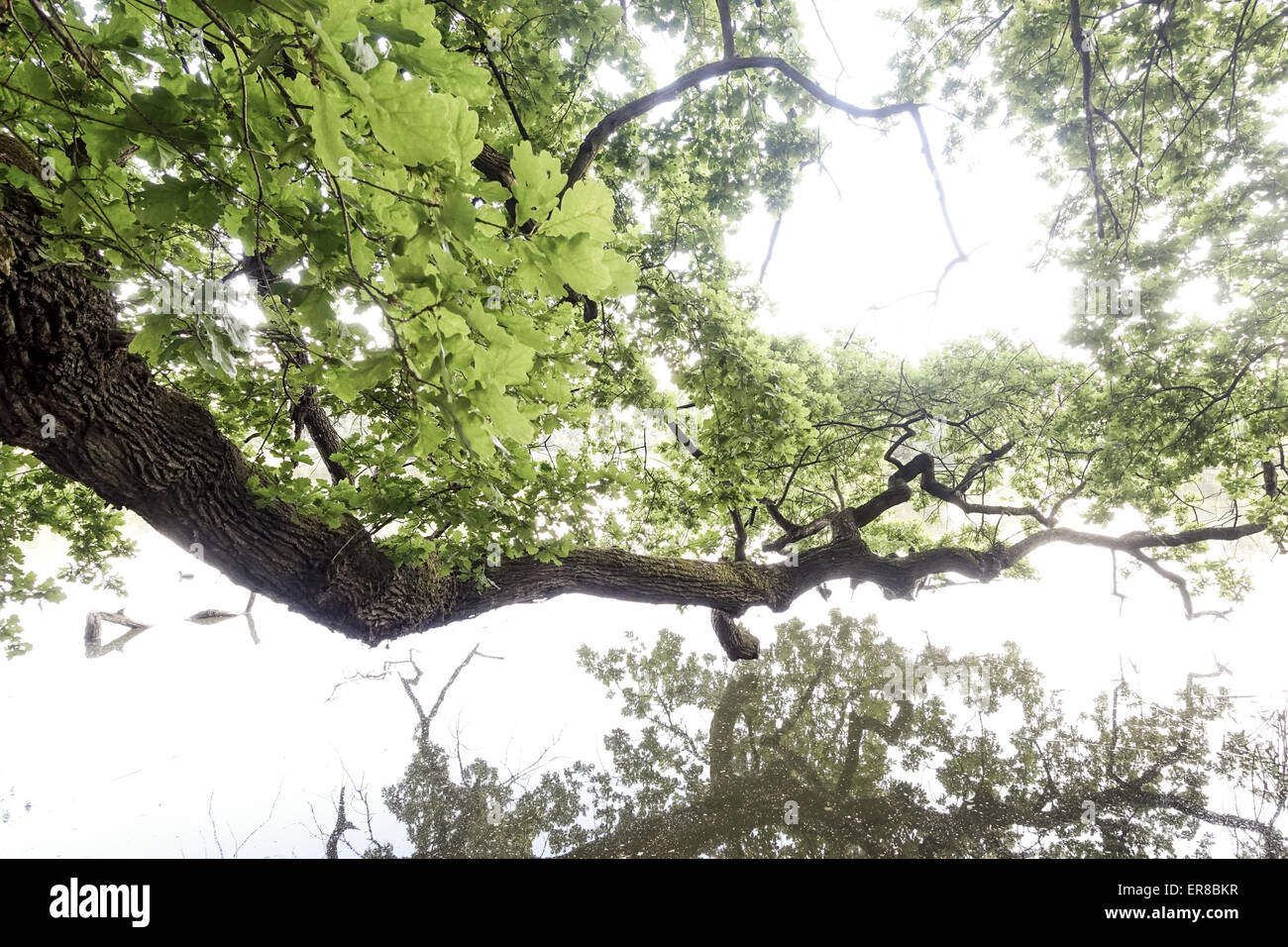 Eiche (Quercus), Landschaftsgarten, UNESCO Weltkulturerbe, Lednice, Kreis Breclav Südmähren, Tschechien Foto Stock