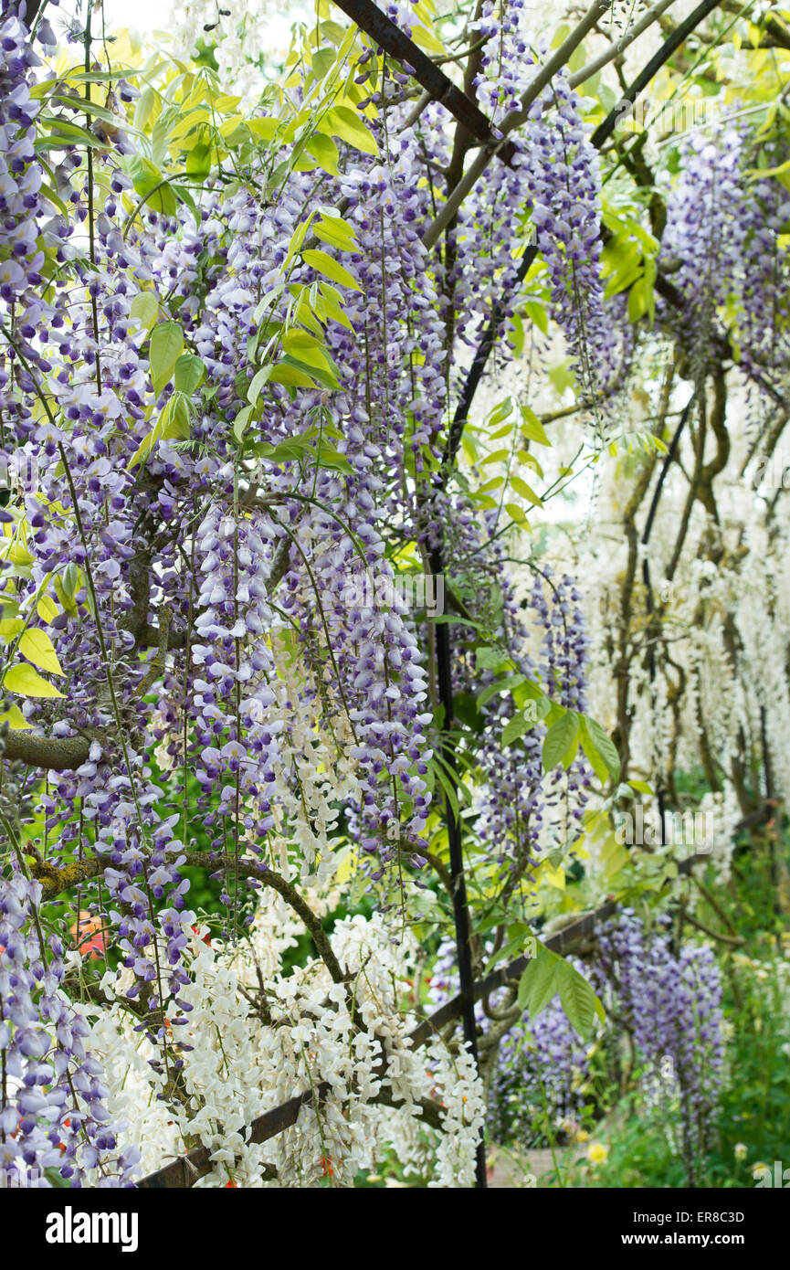 Il Glicine archway nel giardino formale a Waterperry giardini, Oxfordshire, Inghilterra Foto Stock