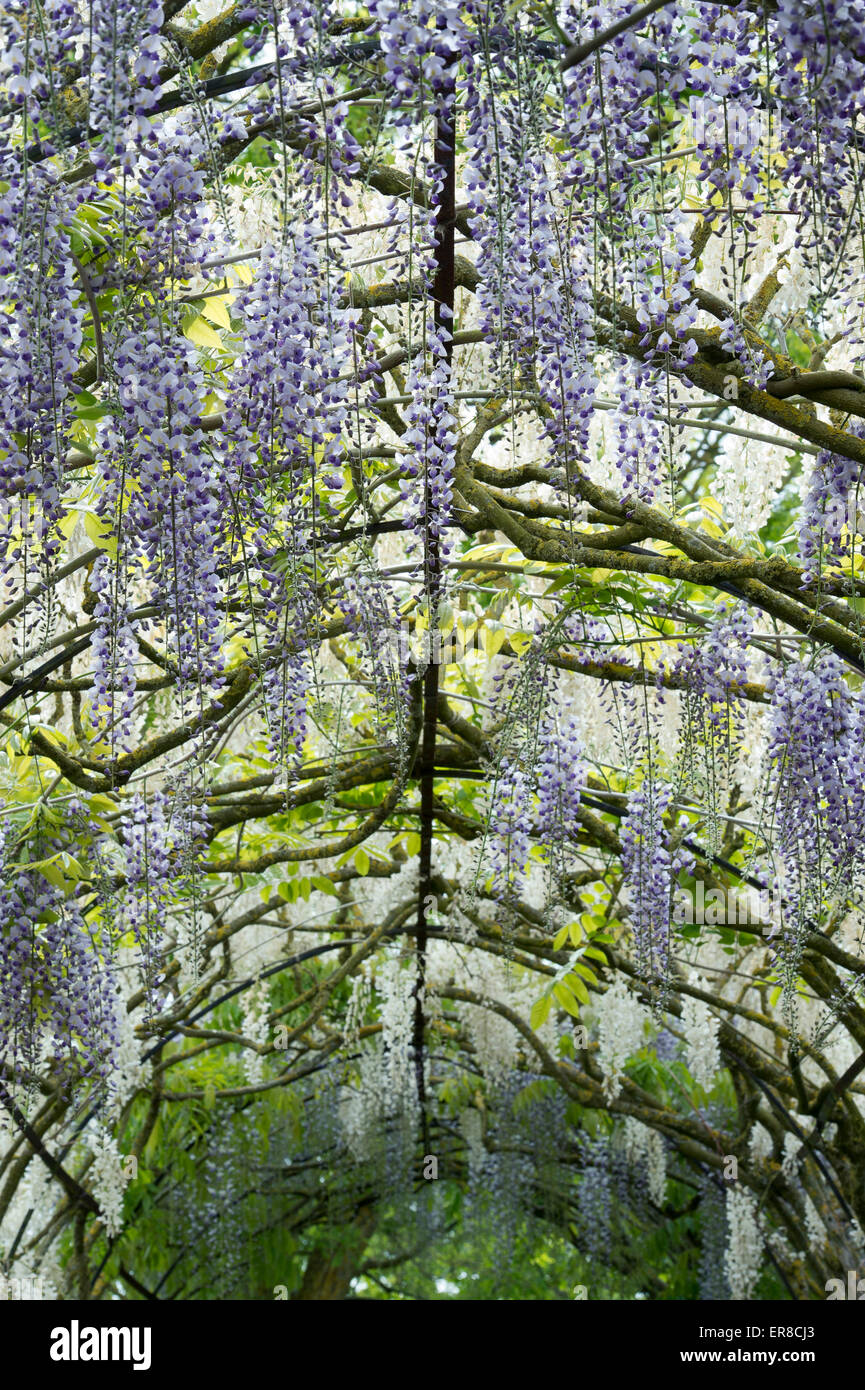 Il Glicine archway nel giardino formale a Waterperry giardini, Oxfordshire, Inghilterra Foto Stock
