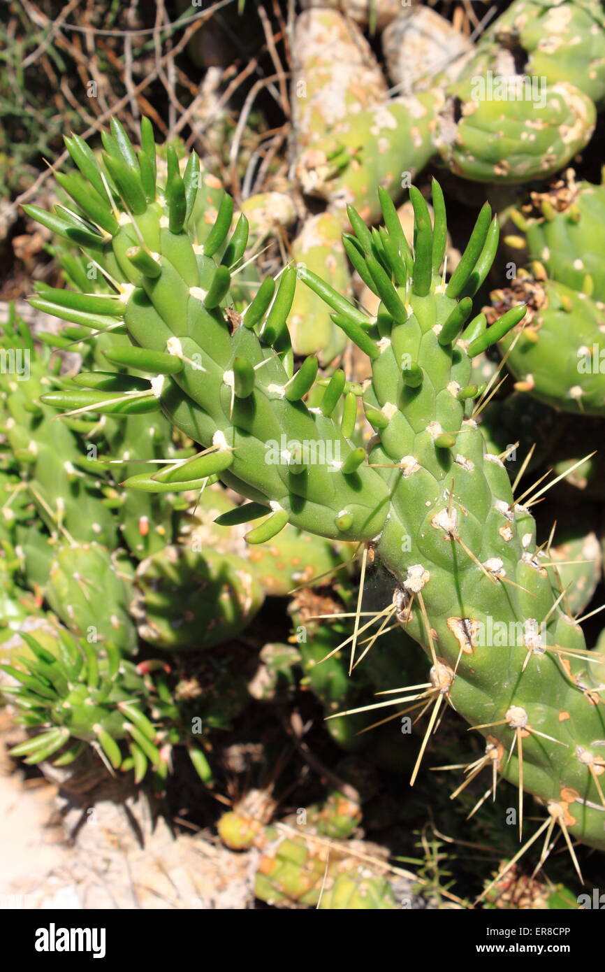 Primo piano di Euphorbia pseudocactus piante succulente Foto Stock