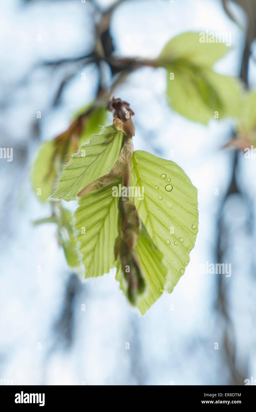Gocce di acqua su foglie di albero Foto Stock