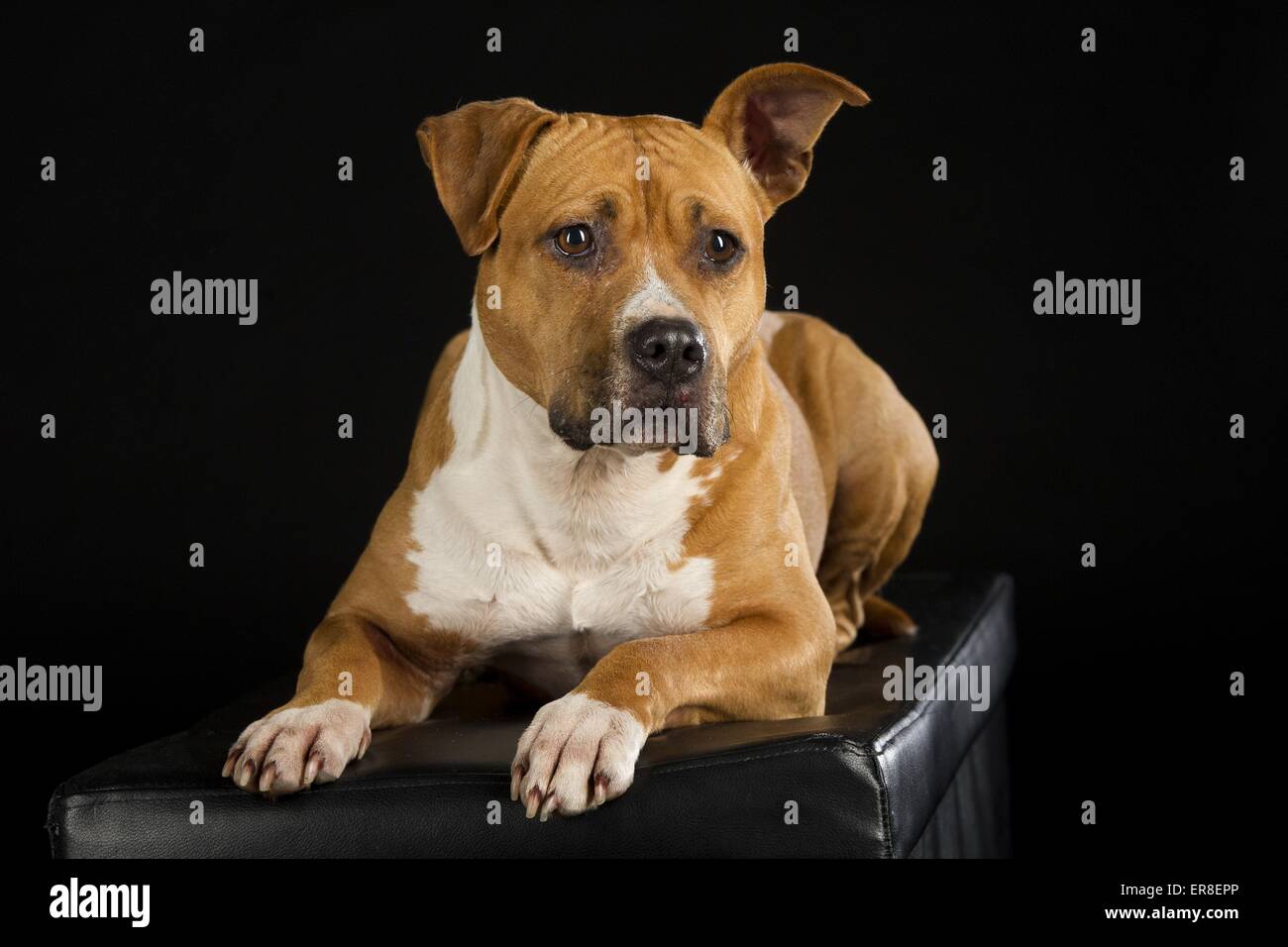 Giacente American Staffordshire Terrier Foto Stock