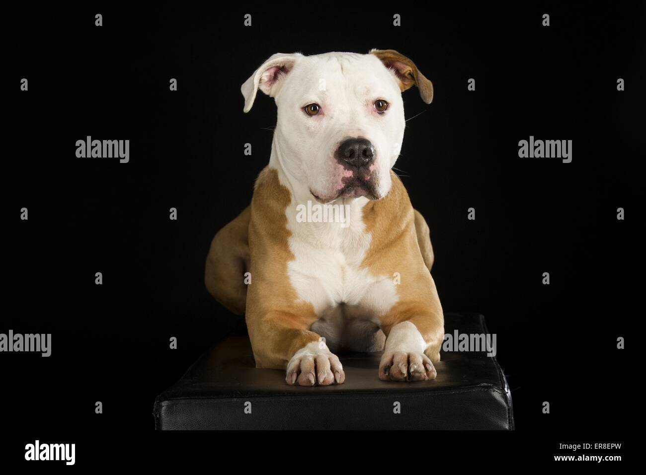 Giacente American Staffordshire Terrier Foto Stock