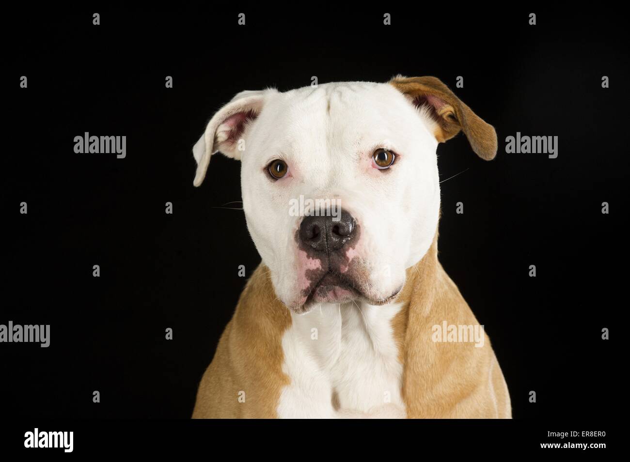 American Staffordshire Terrier ritratto Foto Stock