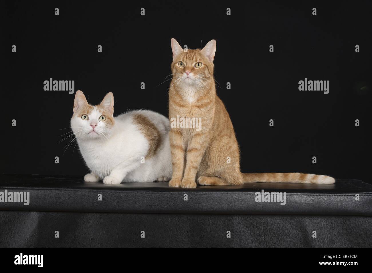 2 gatti Foto Stock