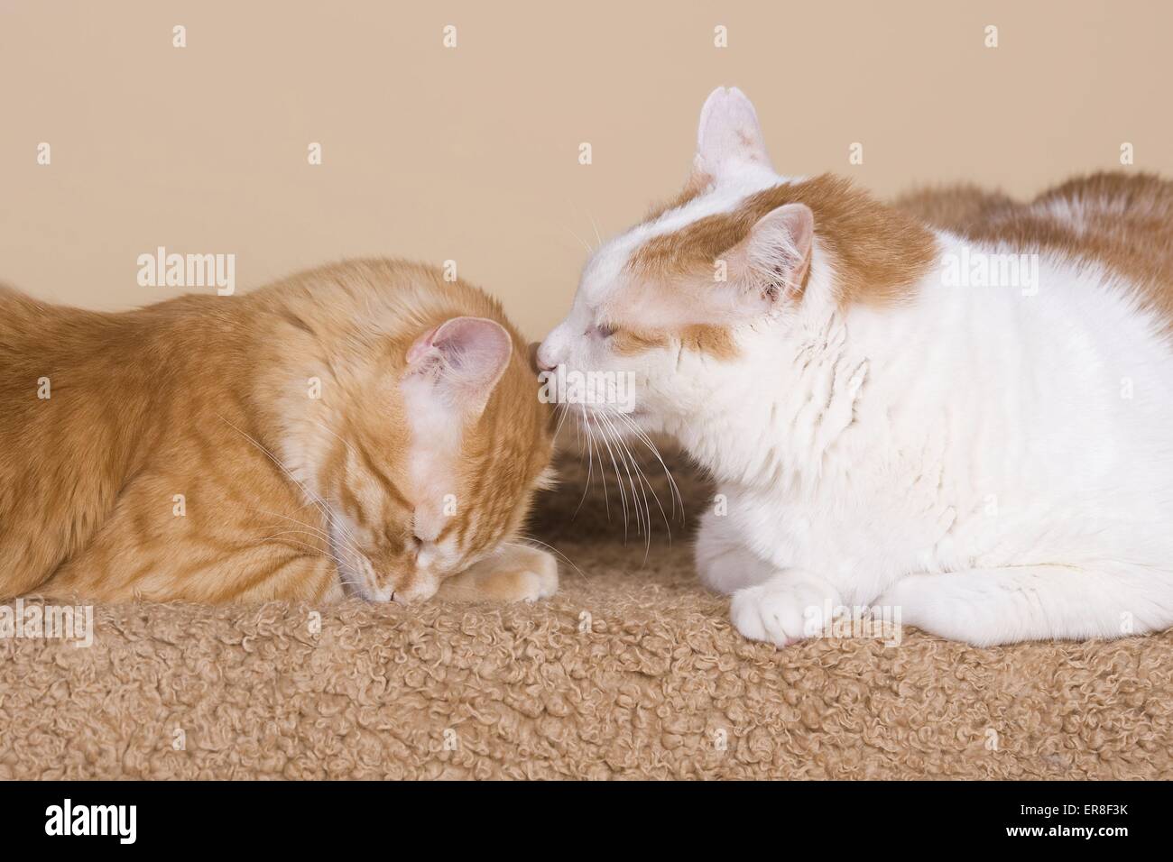 2 gatti domestici Foto Stock