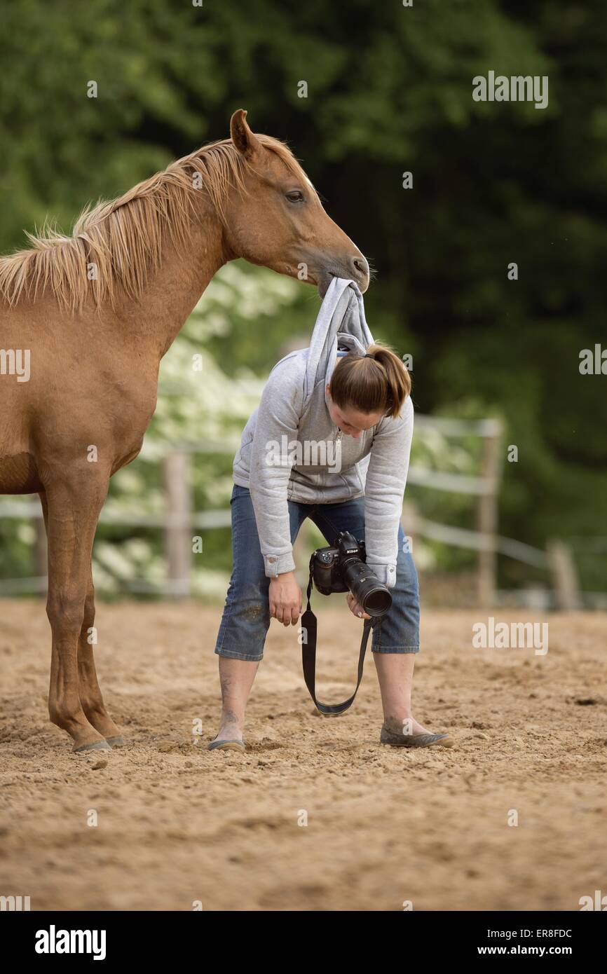 Donna e cavallo arabo Foto Stock