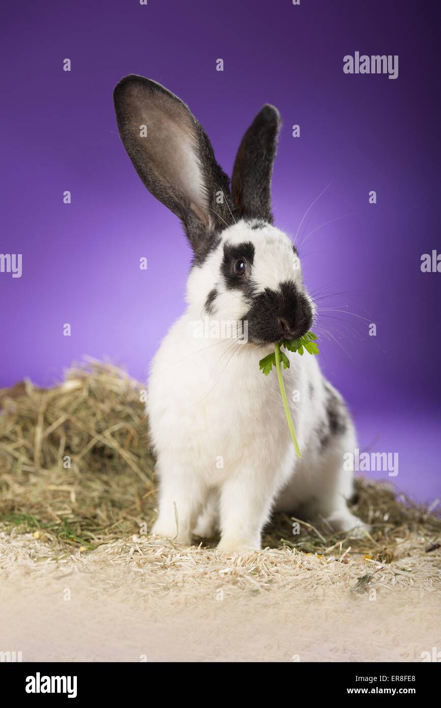 coniglio gigante Foto Stock