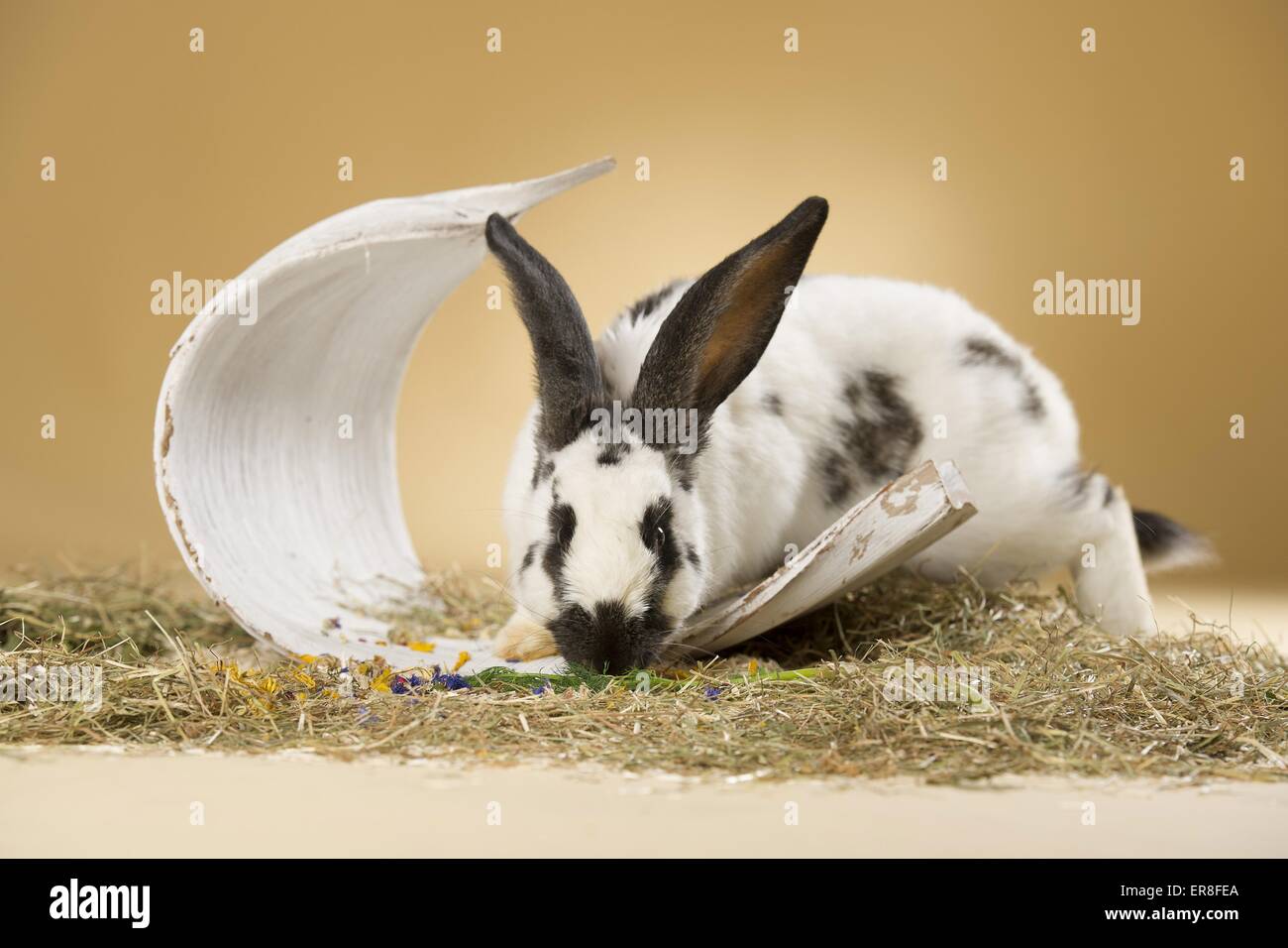 coniglio gigante Foto Stock