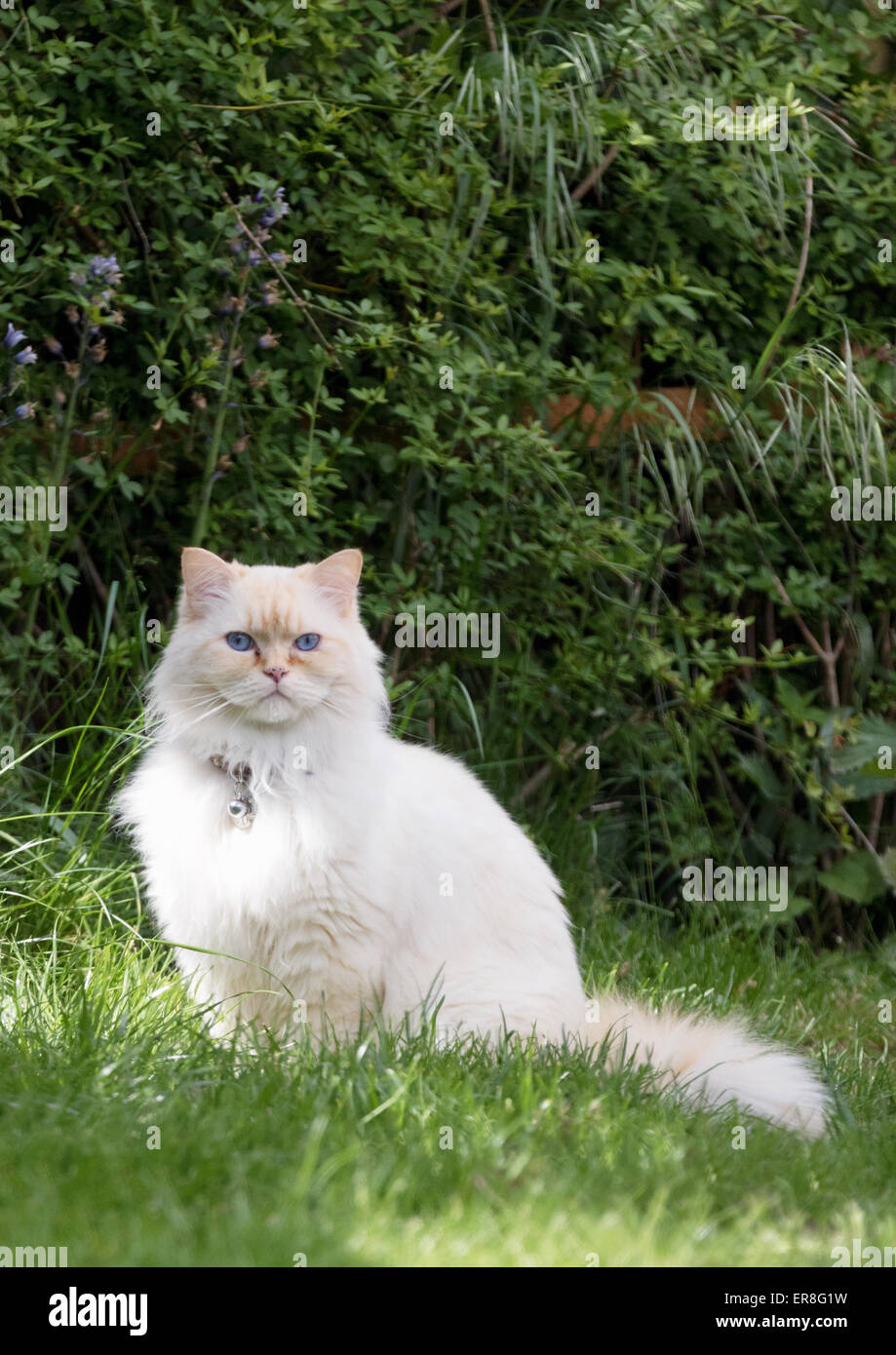 Un domestico capelli lunghi gatto in un giardino, Suffolk, Regno Unito Foto Stock