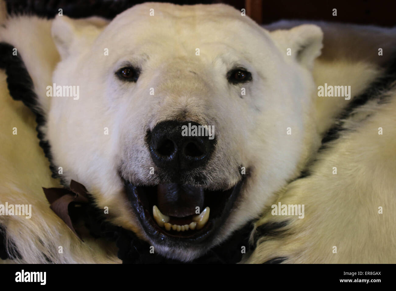Pelle di orso polare Foto stock - Alamy