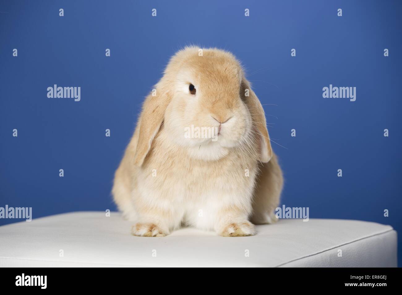 Lop-eared rabbit Foto Stock