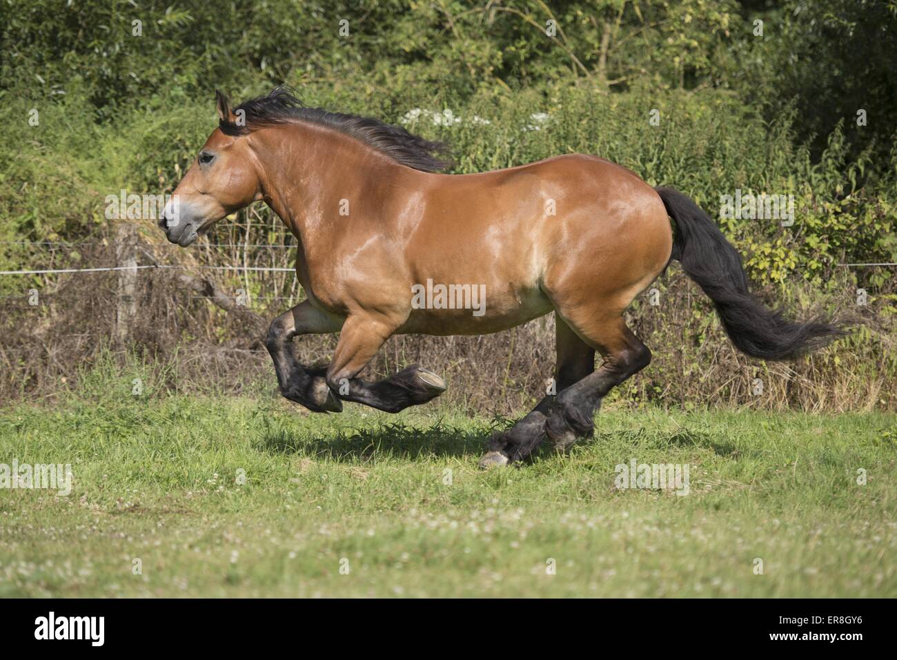 Carrello galoppante cavallo Foto Stock