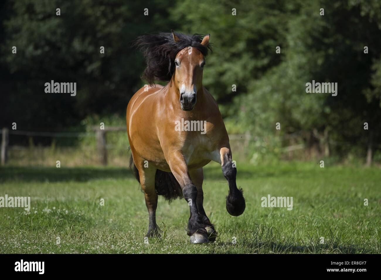 Carrello galoppante cavallo Foto Stock