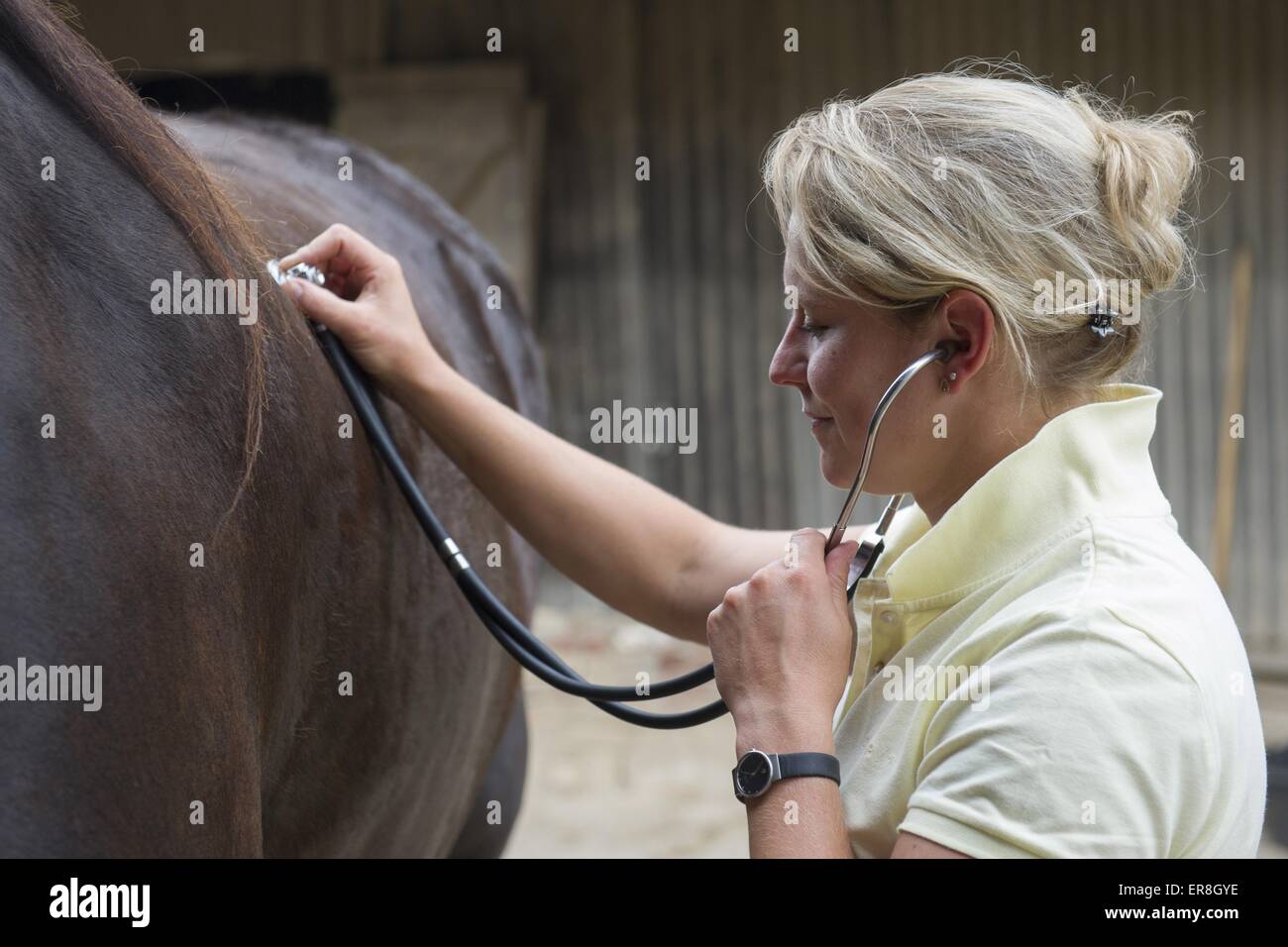 Veterinario cavallo di suoni Foto Stock