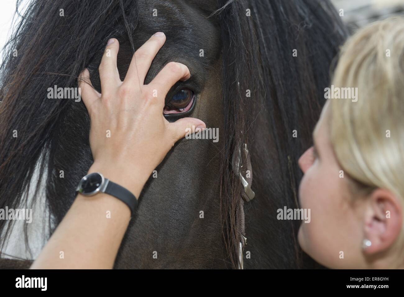 Controlli veterinario horseeye Foto Stock