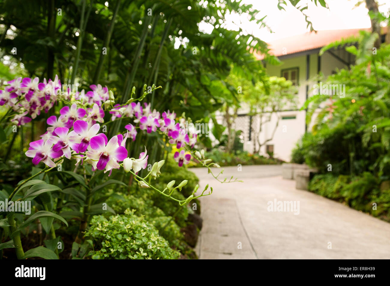 Orchidee nel National Orchid Garden, il Singapore Botanic Gardens, Singapore sud est asiatico Foto Stock