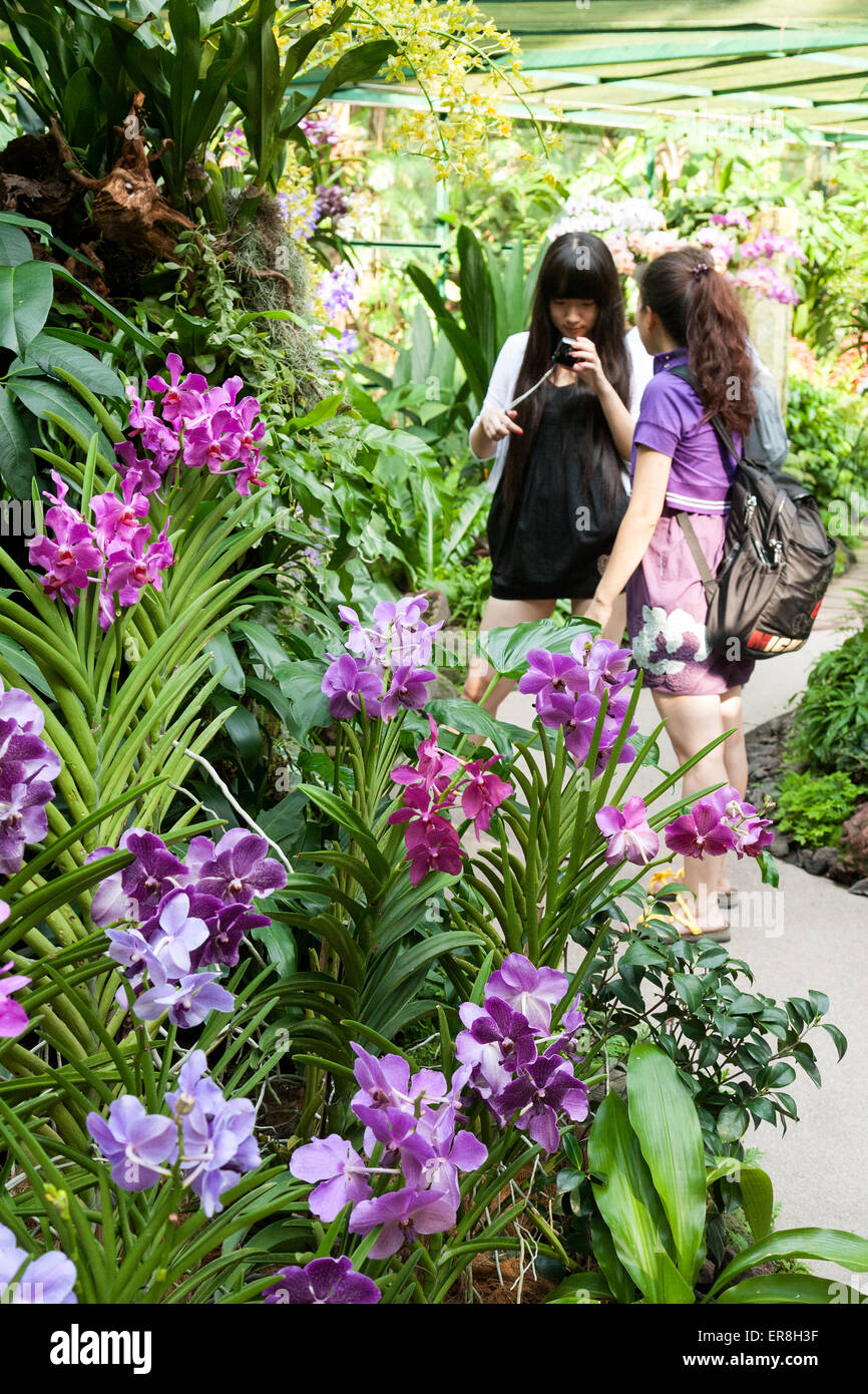 Due locali donne asiatiche guardando le orchidee in Singapore Botanic Gardens, Singapore, Sud-est asiatico Foto Stock