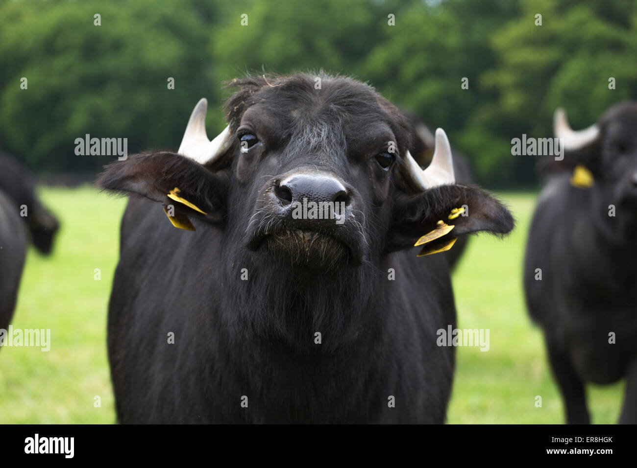 Bufalo d'acqua in un prato nei Paesi Bassi, contatto con gli occhi, primo piano Foto Stock