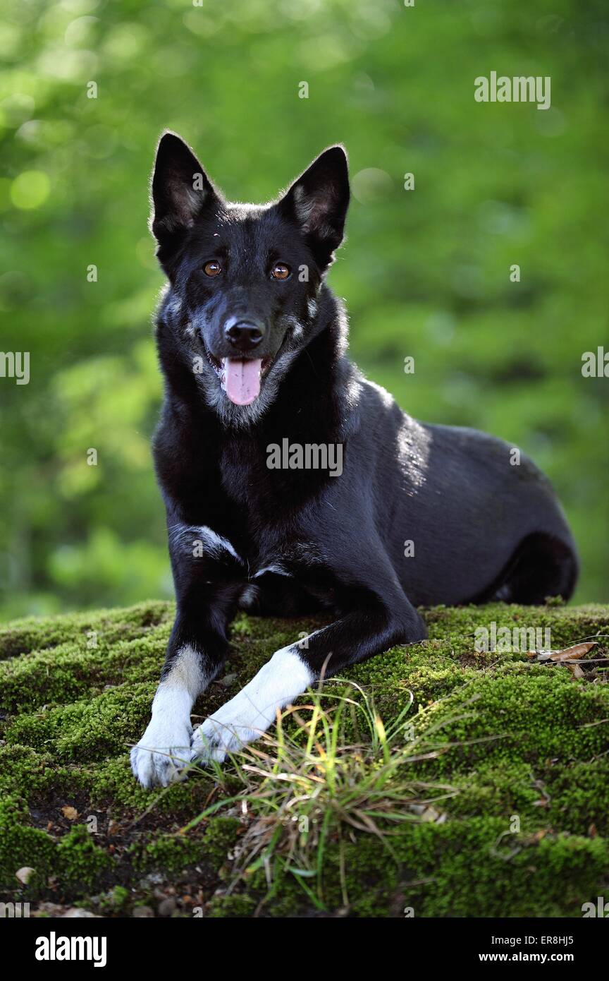 Giacente Lapponian Herder Foto Stock