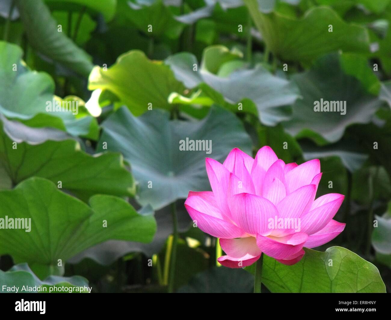 Fiore rosa di loto del Nilo Egitto Foto Stock