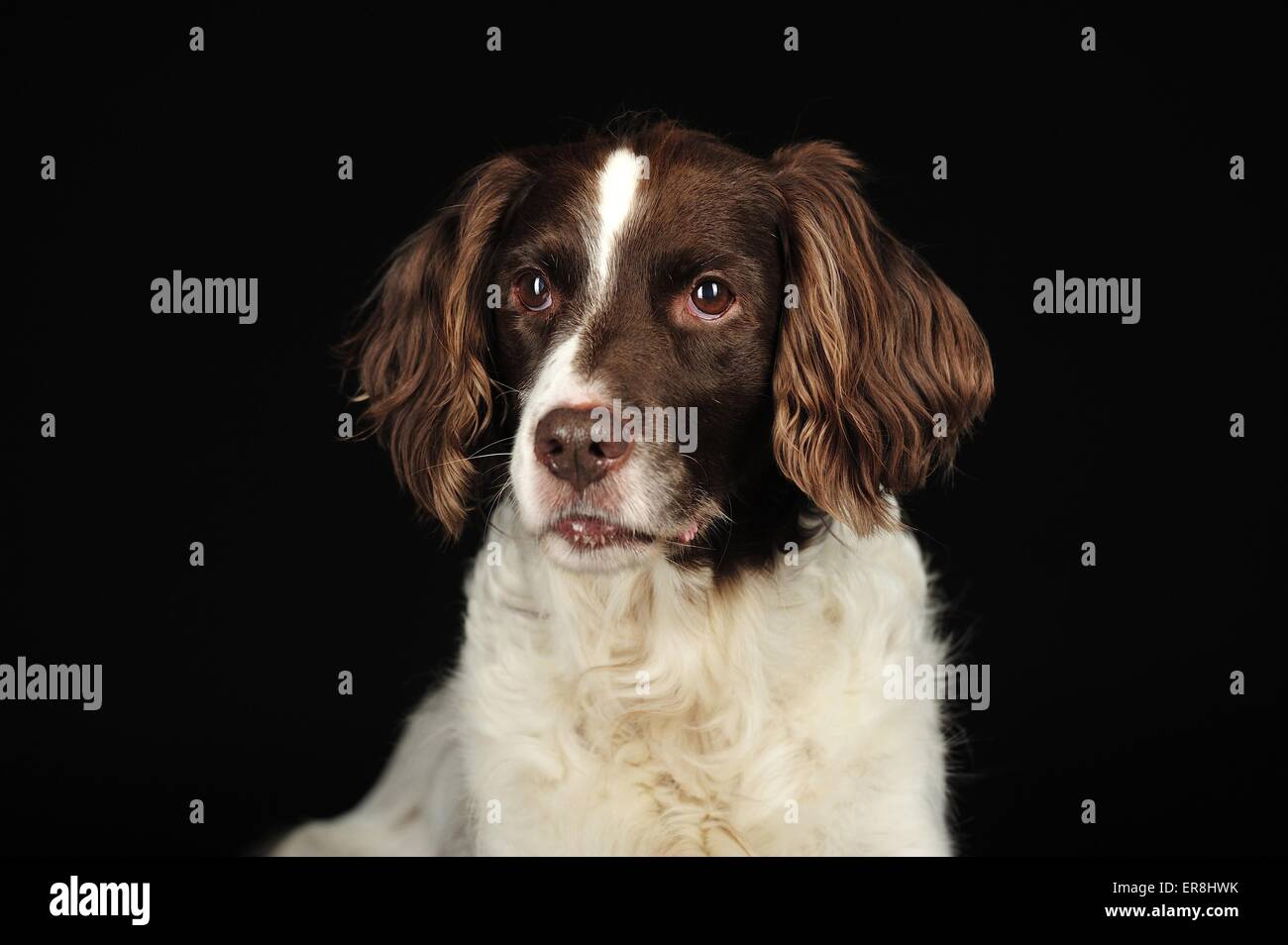 Piccolo Cane munsterlander ritratto Foto Stock