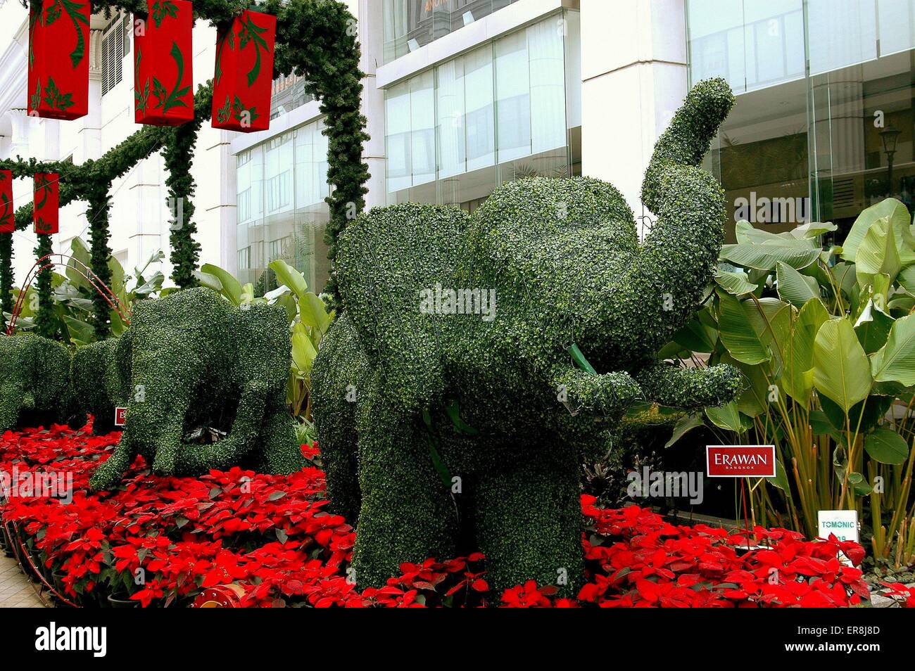 Bangkok, Thailandia: Topiaria da elefanti in un letto di Natale Poinsettias di fronte al Erawan Shopping Centre Foto Stock