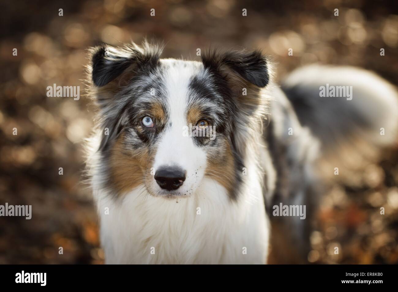 Australian Shepherd ritratto Foto Stock