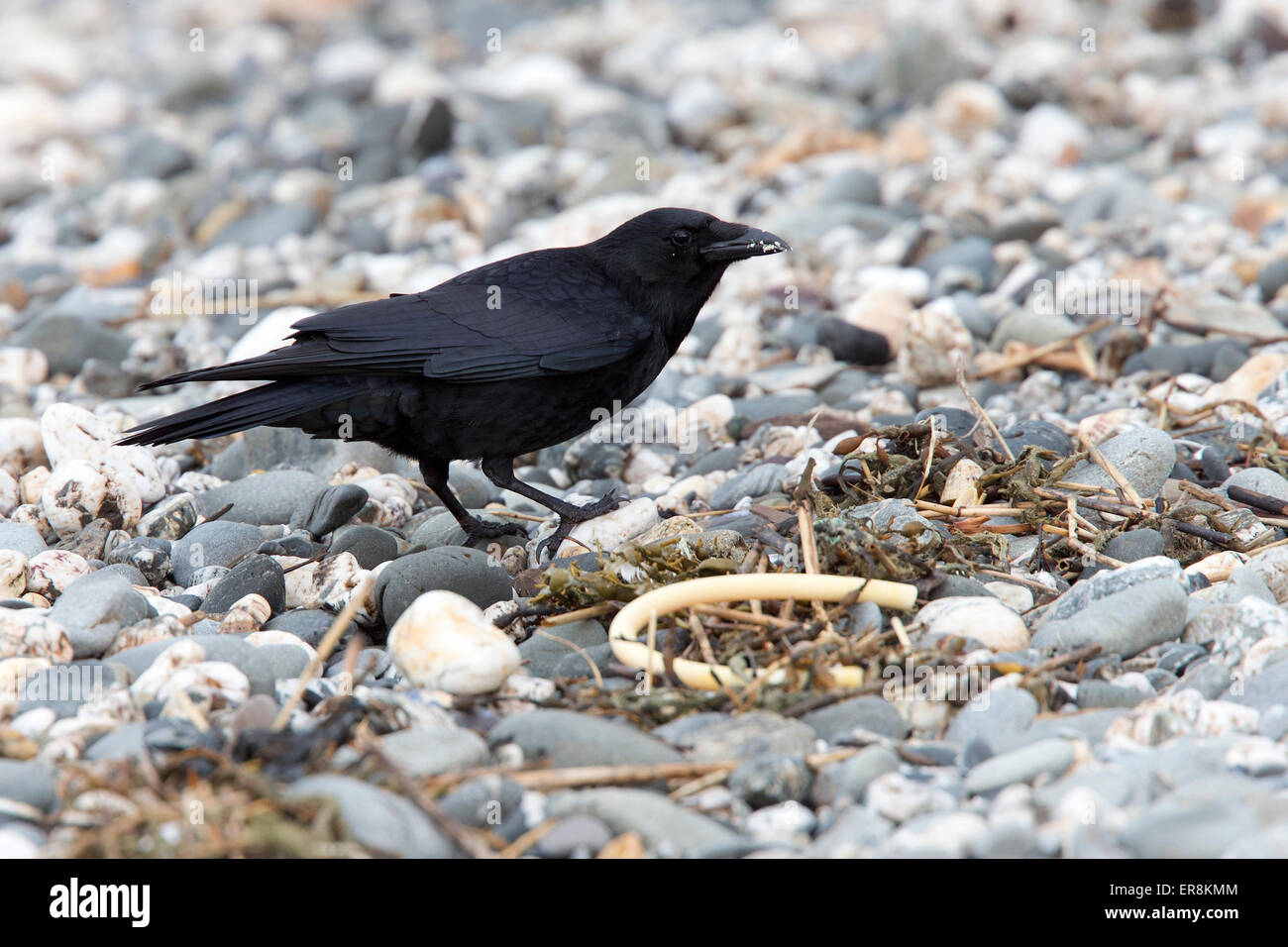 Carrion Crow, scavenging adulti sulla spiaggia di Gwithian, Cornwall, Inghilterra, Regno Unito. Foto Stock