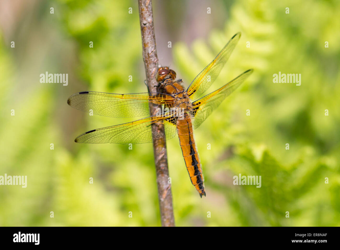 Scarsa Chaser - Libellula fulva Foto Stock