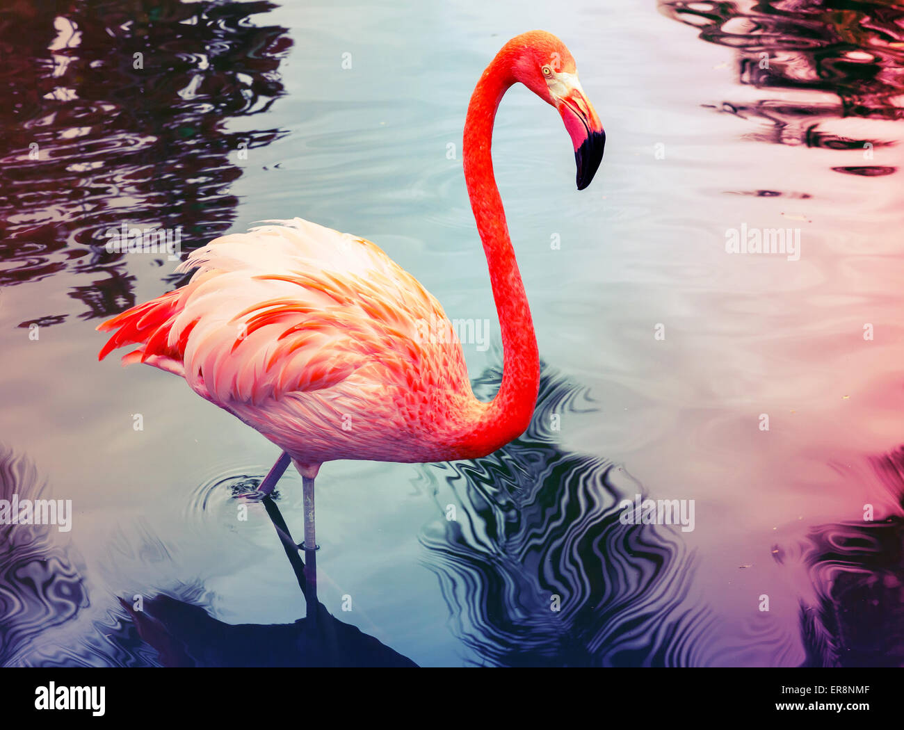 Fenicottero rosa passeggiate in acqua con riflessioni, foto stilizzata con  colorati la correzione delle tonalità filtro, instagram vecchio stile Foto  stock - Alamy