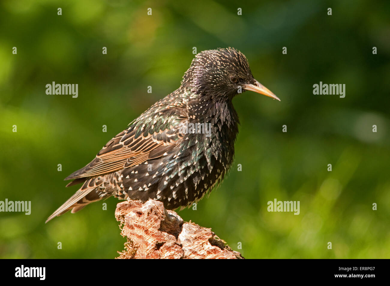 Starling arroccato su Pino moncone Foto Stock