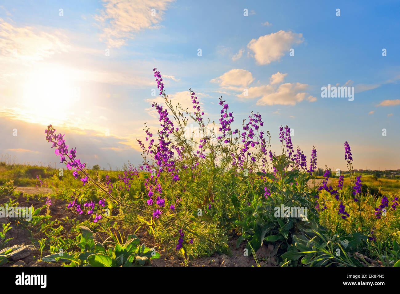 Pisello dolce nel campo al tramonto Foto Stock