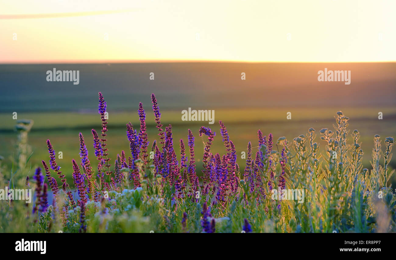Fiori viola in campo al tramonto Foto Stock