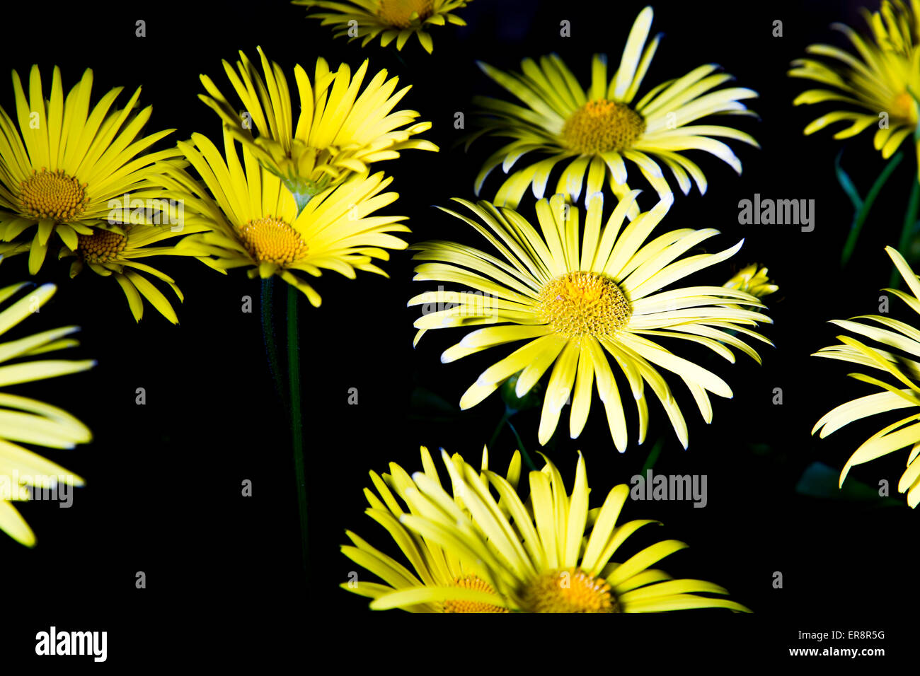 Abbondanza di Leopard's Bane (Doronicum Orientale) Foto Stock