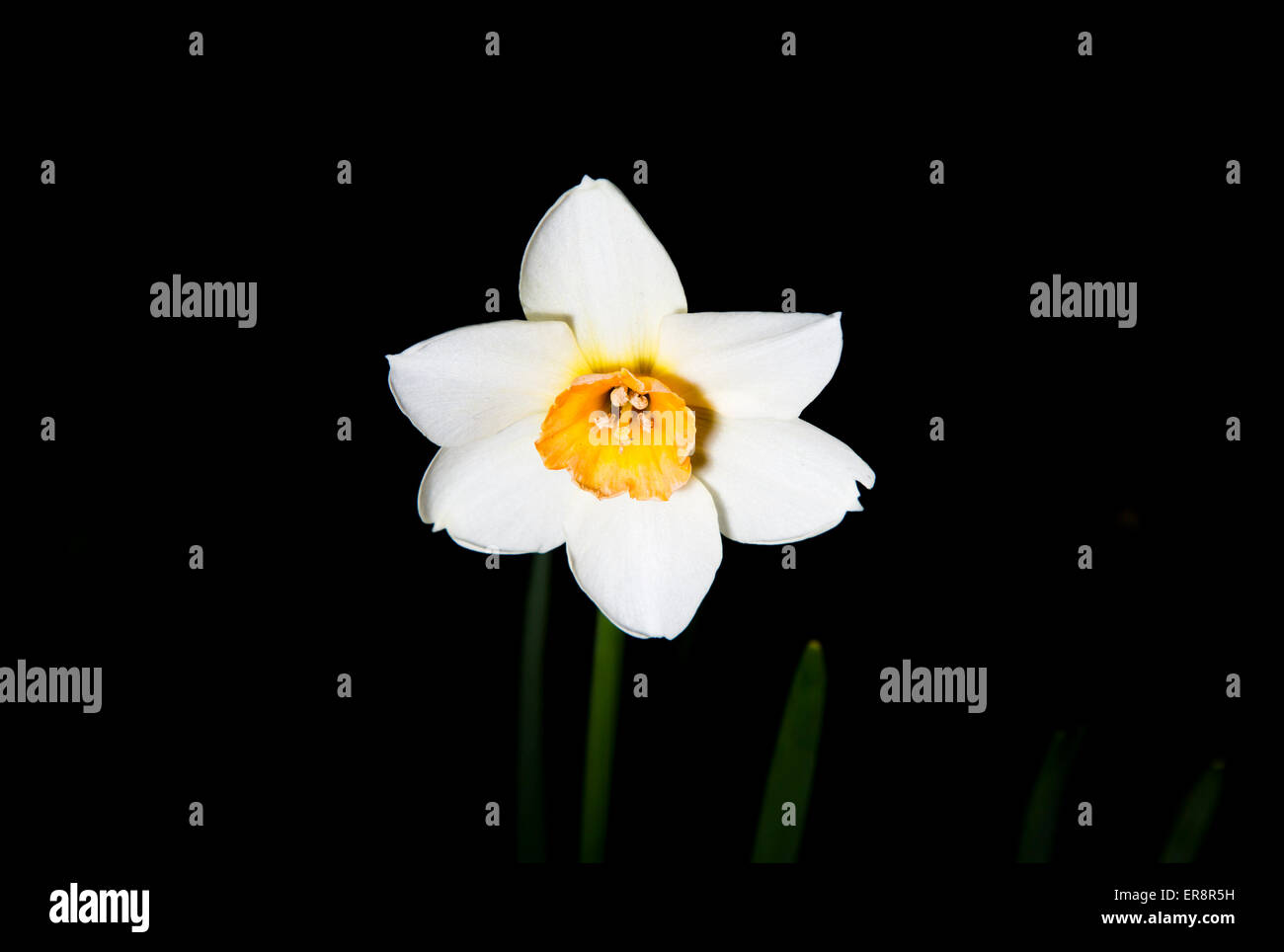 White Daffodil (Narcissus papyraceus) Foto Stock