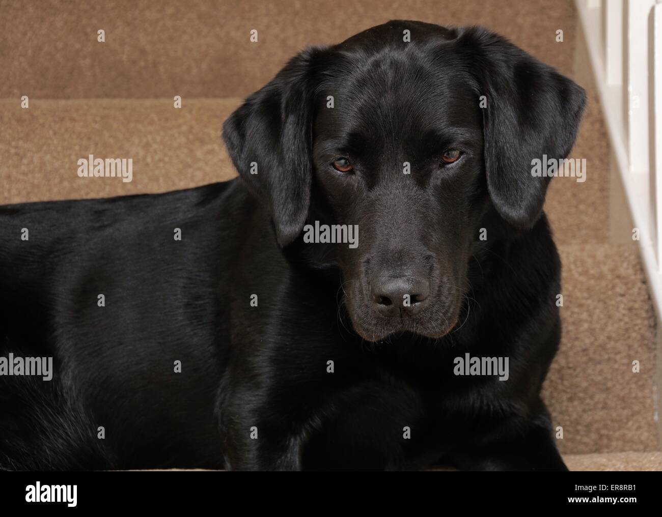 Colpo alla testa di labrador nero Foto Stock