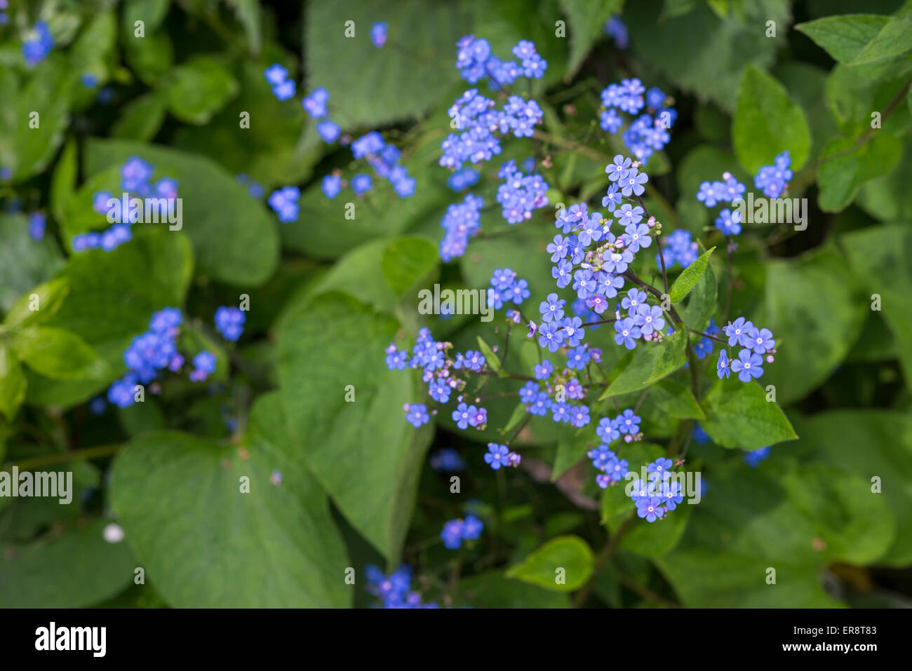 Brunnera Macrophylla con teste di minuscoli ricco blu fiori in primavera. Foto Stock