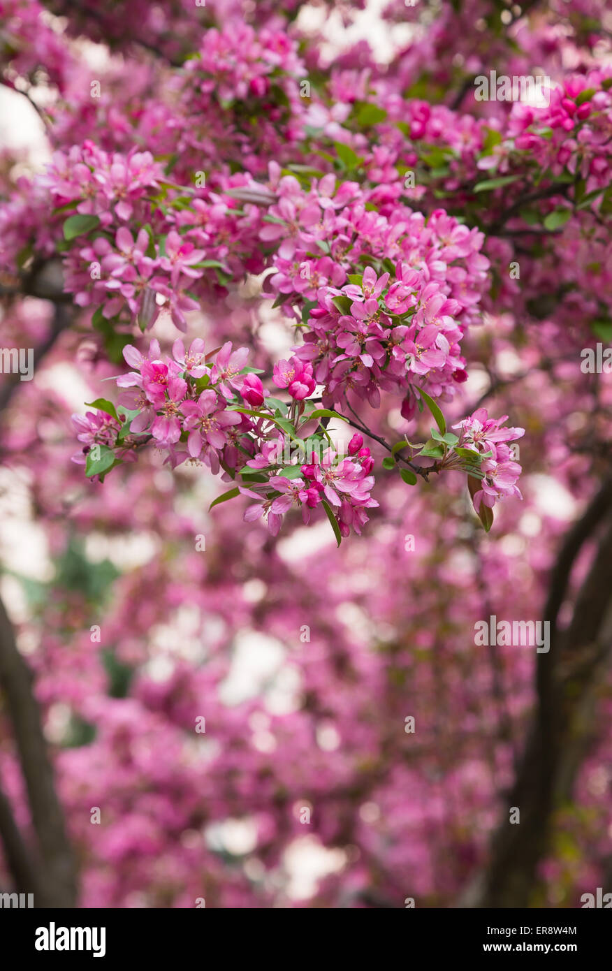 Un primo piano di Crabapple fiorisce in primavera Foto Stock