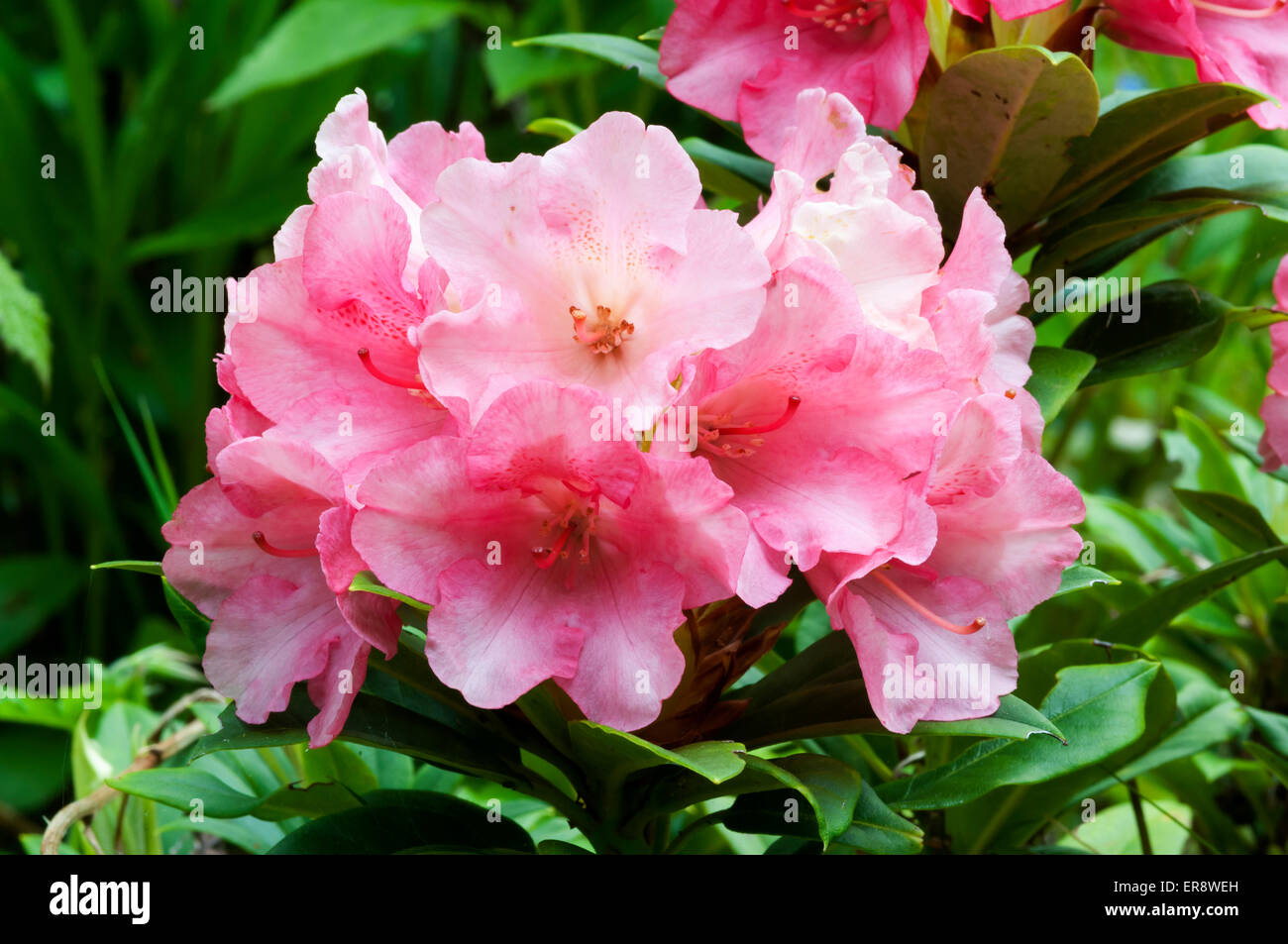 Rhododendron yakushimanum 'Surrey Heath' Foto Stock