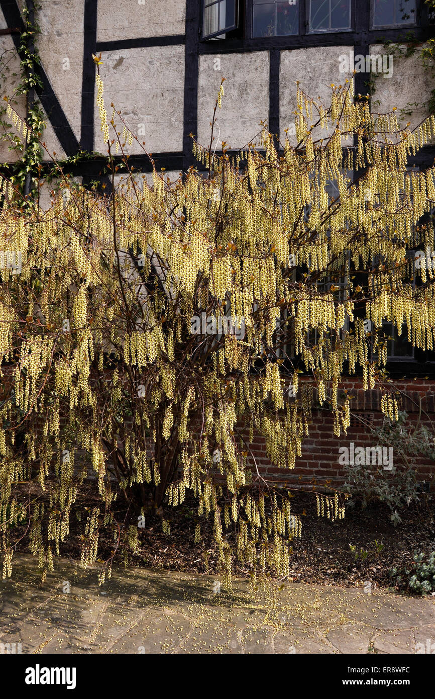 STACHYURUS CHINENSIS IN PRIMAVERA Foto Stock