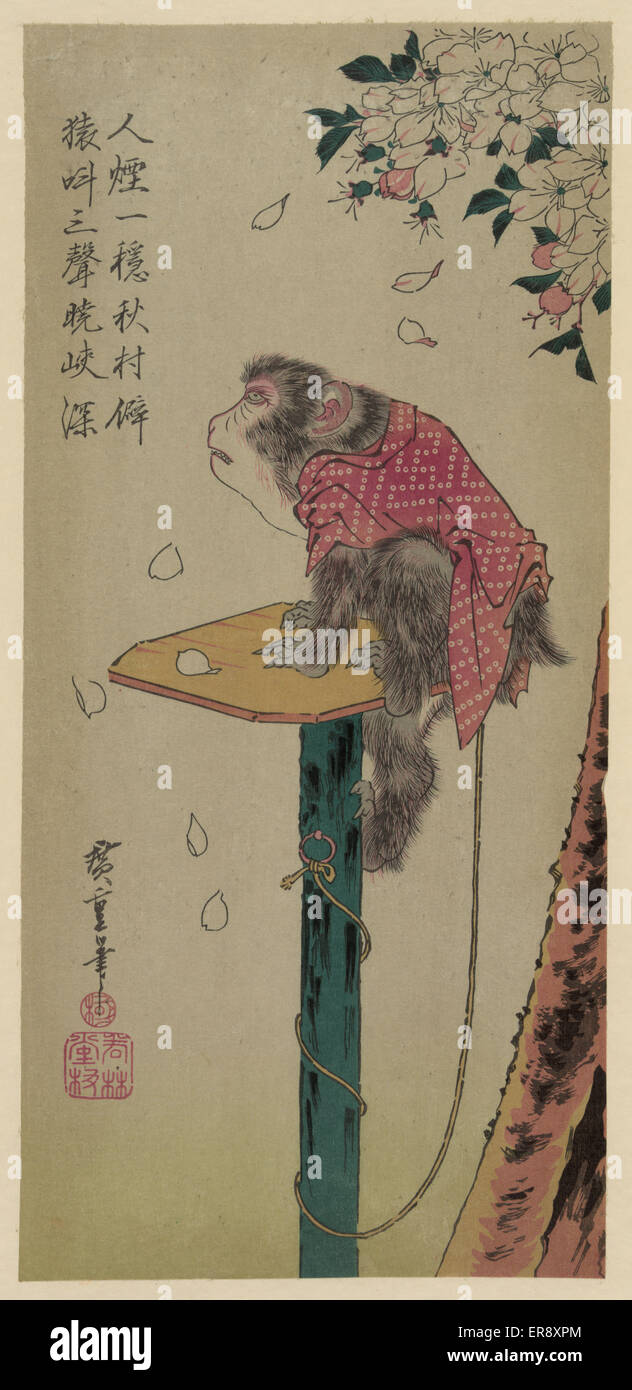 Scimmia su un guinzaglio e fiori di ciliegia Foto Stock