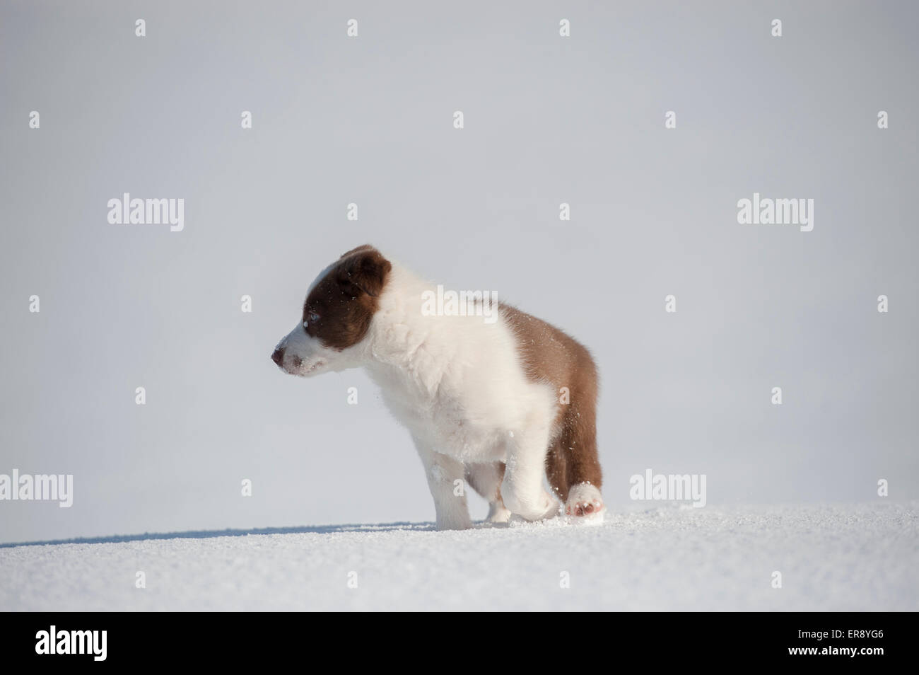 Il bianco e il rosso Border Collie cucciolo p[posa in neve. Yorkshire, Regno Unito Foto Stock