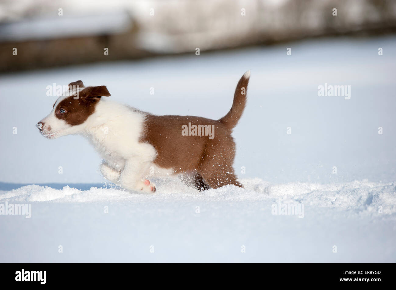 Il bianco e il rosso Border Collie cucciolo p[posa in neve. Yorkshire, Regno Unito Foto Stock