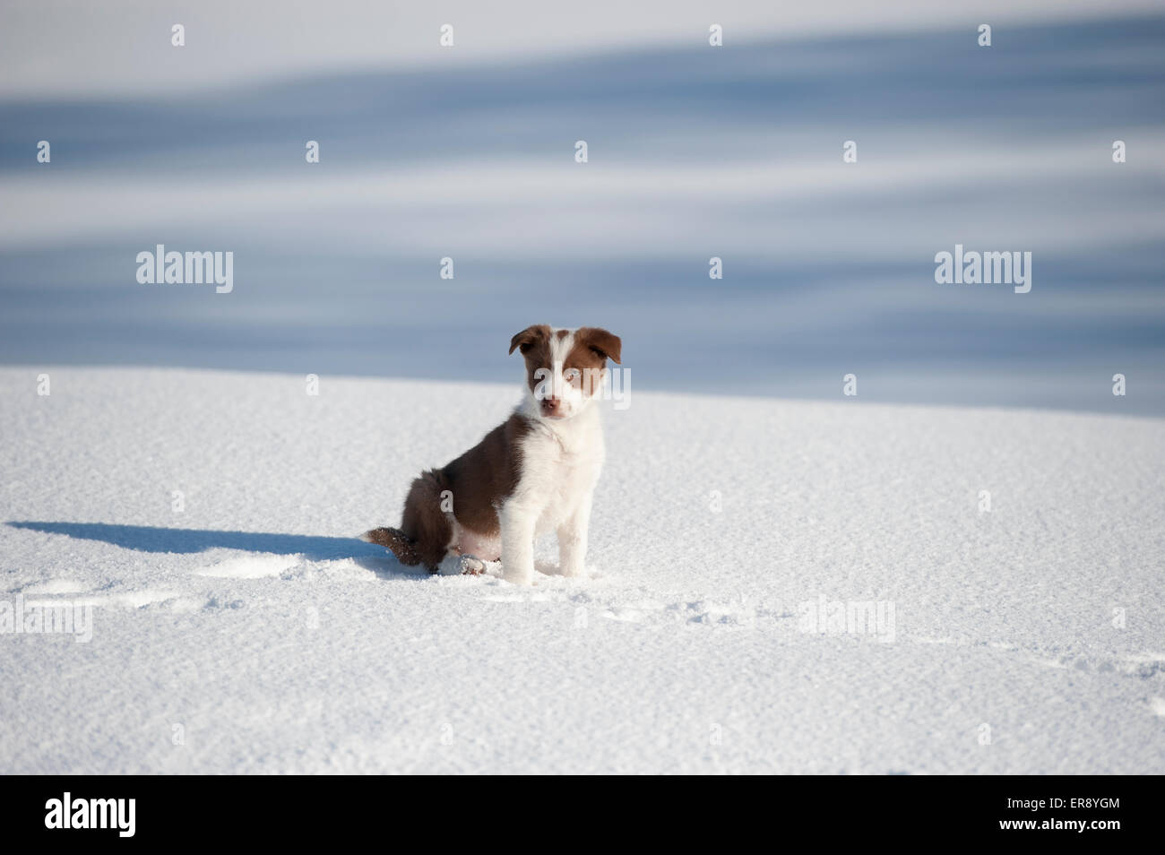 Il bianco e il rosso Border Collie cucciolo a giocare nella neve. Yorkshire, Regno Unito Foto Stock