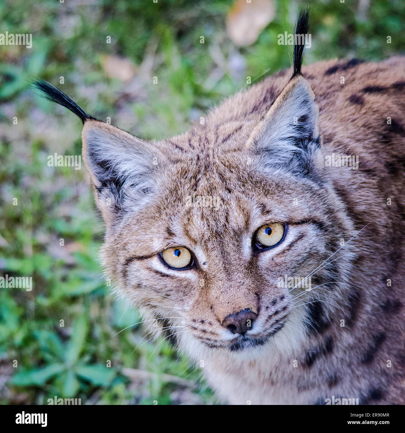 Lynx di guardare direttamente la fotocamera Foto Stock