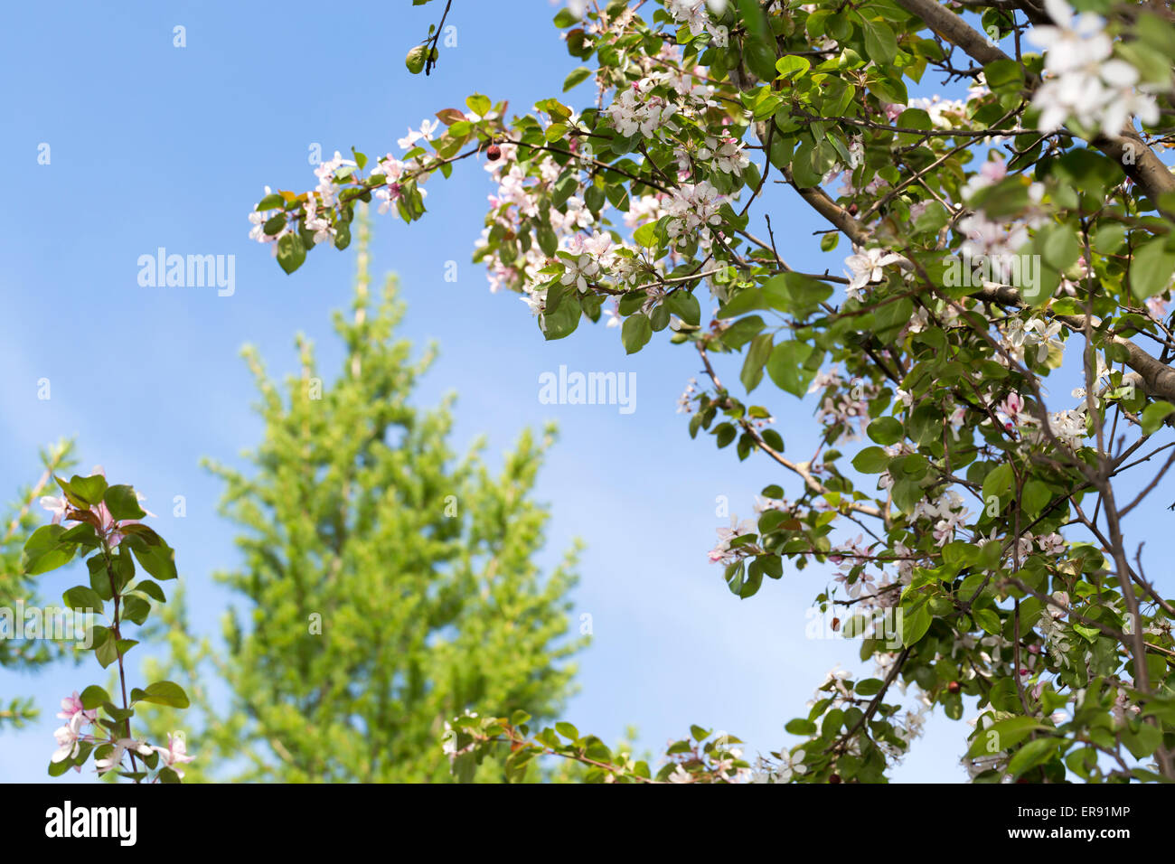 Sorprendente fioritura albero con lo sfondo del cielo con le nuvole Foto Stock