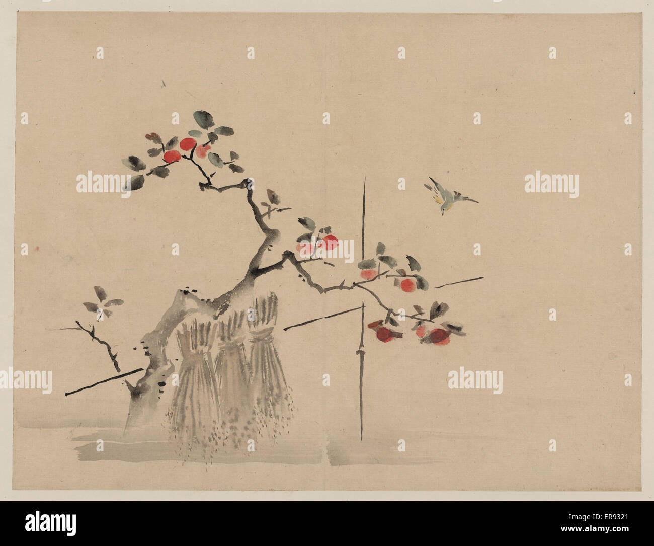 Uccello blu attorno alla Terra su un ramo di un albero da frutto Foto Stock