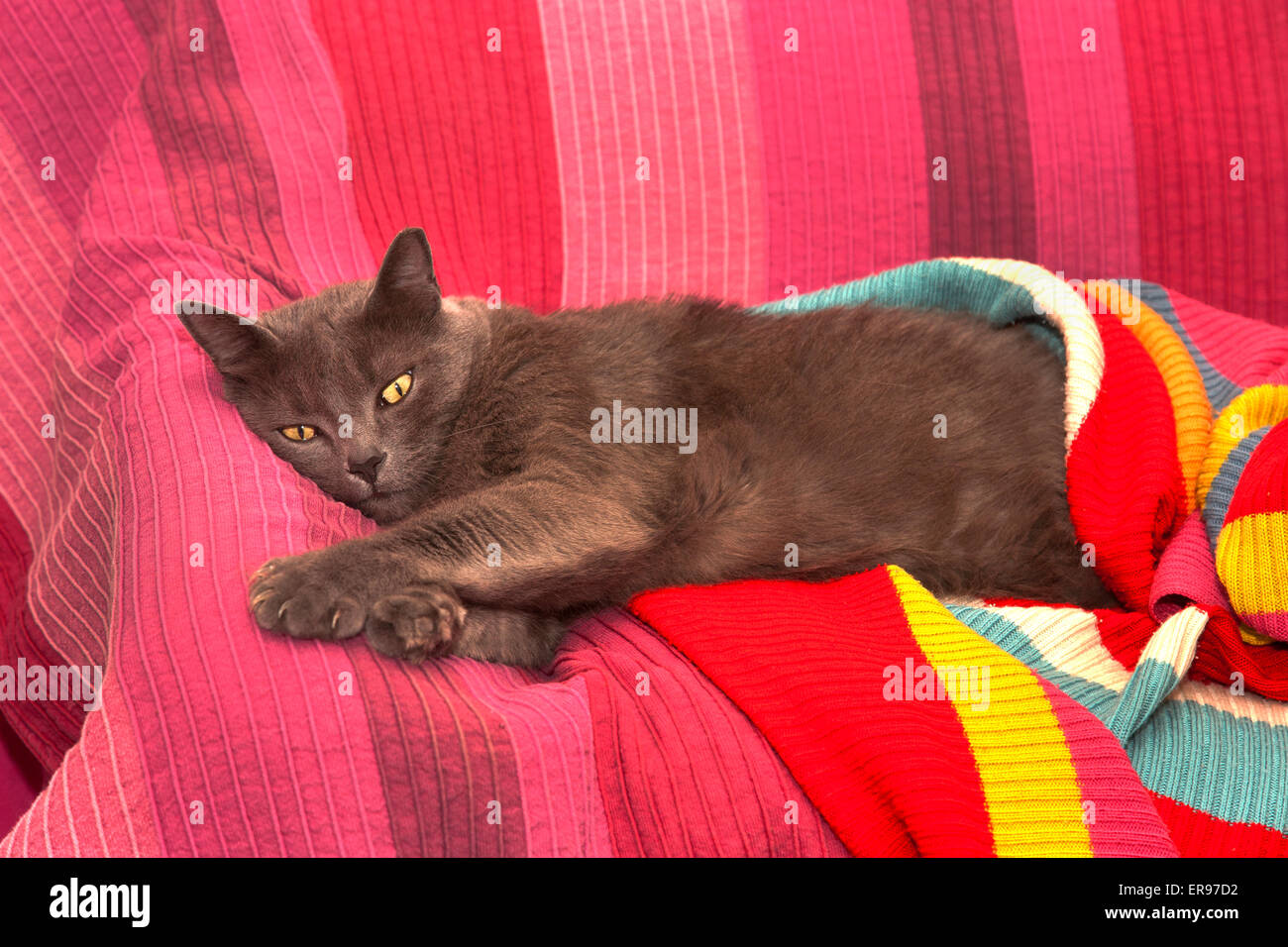 Giovani, femmina Blu di Russia Gatto sdraiato sul divano magenta. Foto Stock